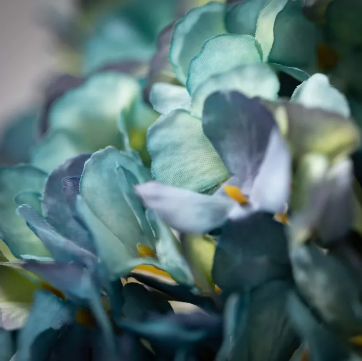 Blooming Dusty Blue Hydrangea