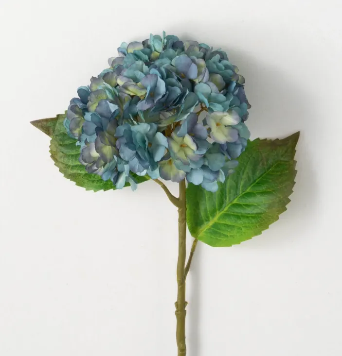 Blooming Dusty Blue Hydrangea